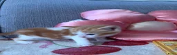 Domestic Shorthair cats for sale: 3x kittens available for loving forever home - Advert 6