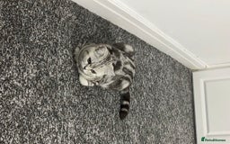 British Shorthair cats for sale: British short hair female xl - Image 9