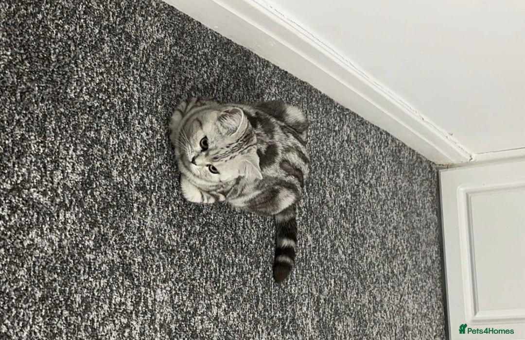 British Shorthair cats for sale: British short hair female xl - Image 9