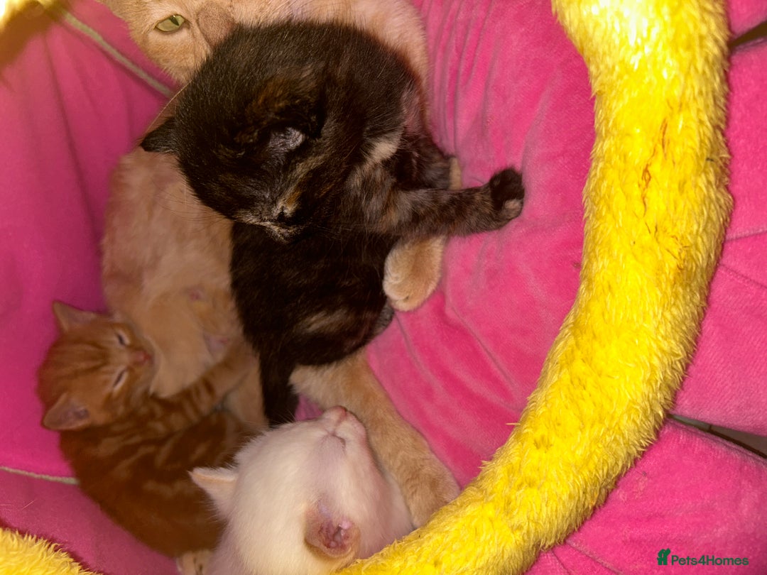 Mixed Breed cats for sale: Mixed BSH/ragdoll  - Image 10