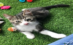 Mixed Breed cats for sale: 2 boys Available today 30/8/25 - Image 11