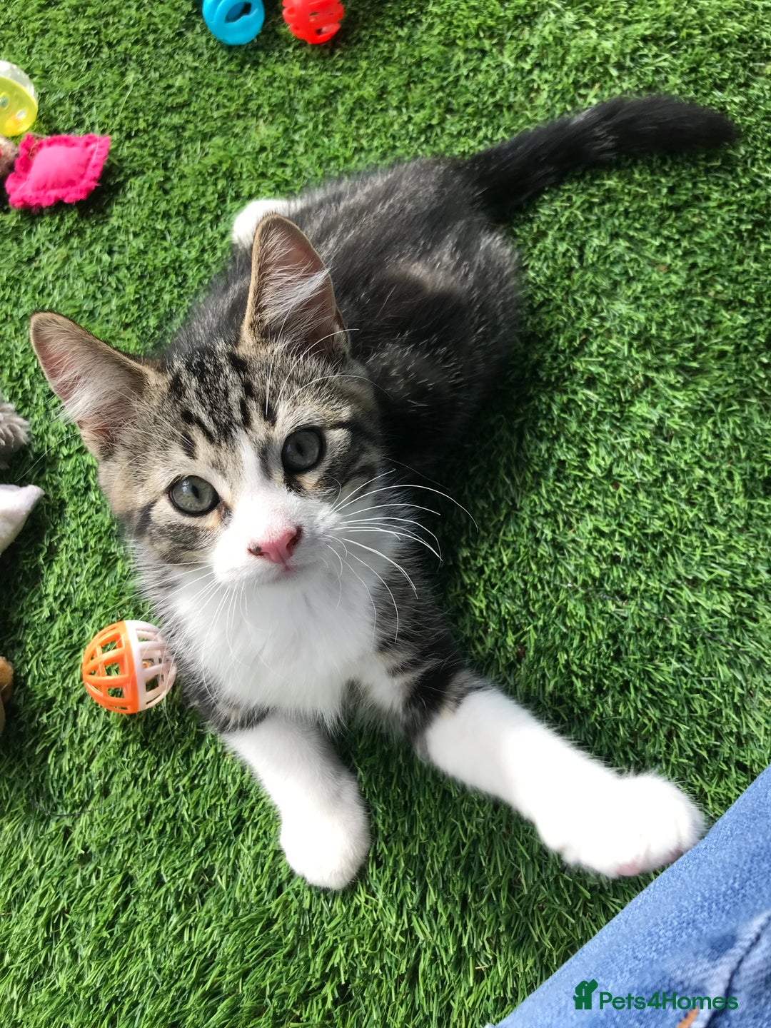 Mixed Breed cats for sale: 2 boys Available today 30/8/25 - Image 11