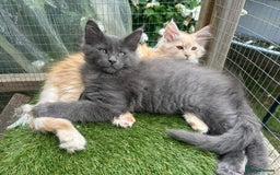 Maine Coon cats for sale: 🔥 TICA Maine coon kittens 🔥  READY NOW 💕💕 - Image 27
