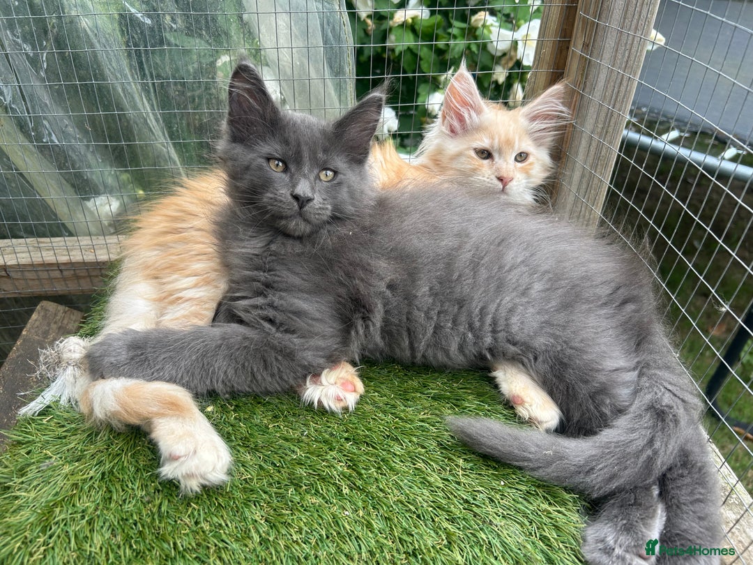 Maine Coon cats for sale: 🔥 TICA Maine coon kittens 🔥  READY NOW 💕💕 - Image 27
