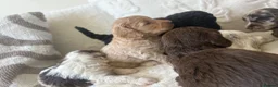Cockapoo dogs for sale: ✨Beautiful toy cockapoo ✨ in Wrexham - Advert 11