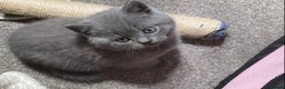 British Shorthair cats for sale: Stunning British short hair GCCF/TICA - Advert 10