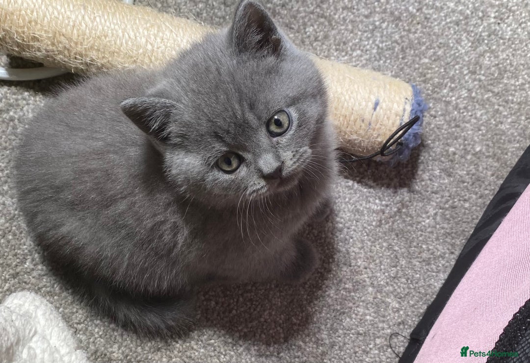 British Shorthair cats for sale: Stunning British short hair GCCF/TICA - Advert 10