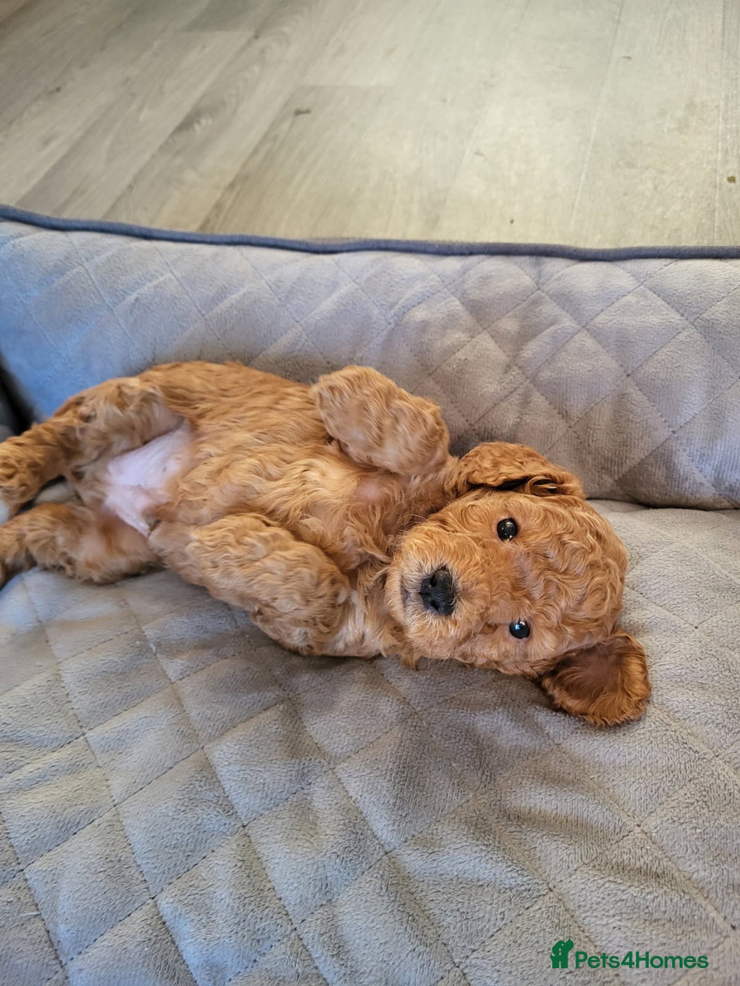 Cockapoo dogs for sale: 1 LEFT Toy f1b cokapoos🐶🐶 - Advert 2
