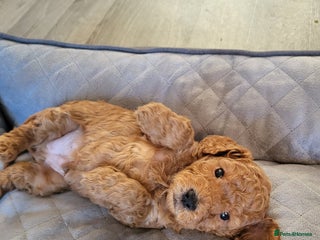 Cockapoo dogs Toy f1b cokapoos - Advert 7