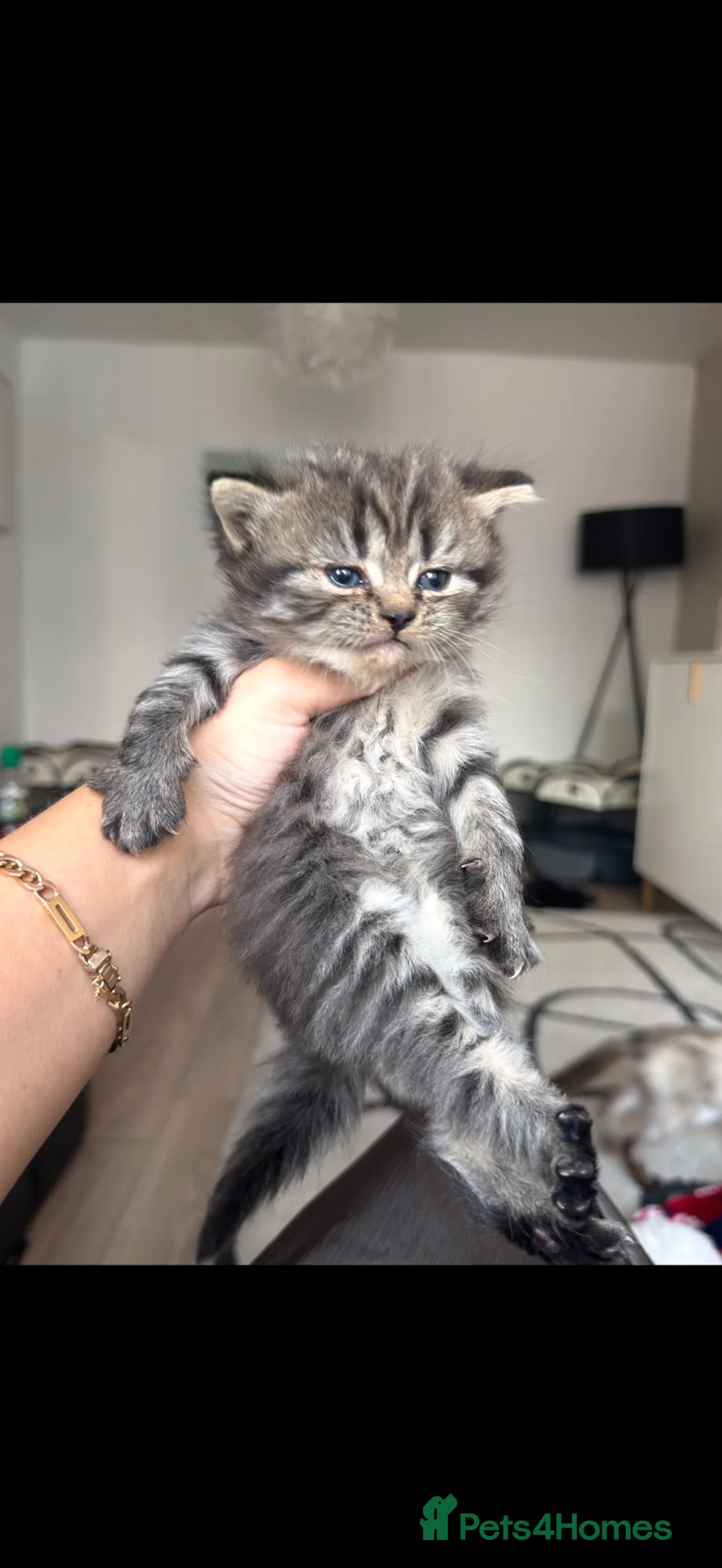 British Shorthair cats for sale: British shorthaired available  - Advert 2