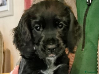 Cocker Spaniel dogs - Advert 9