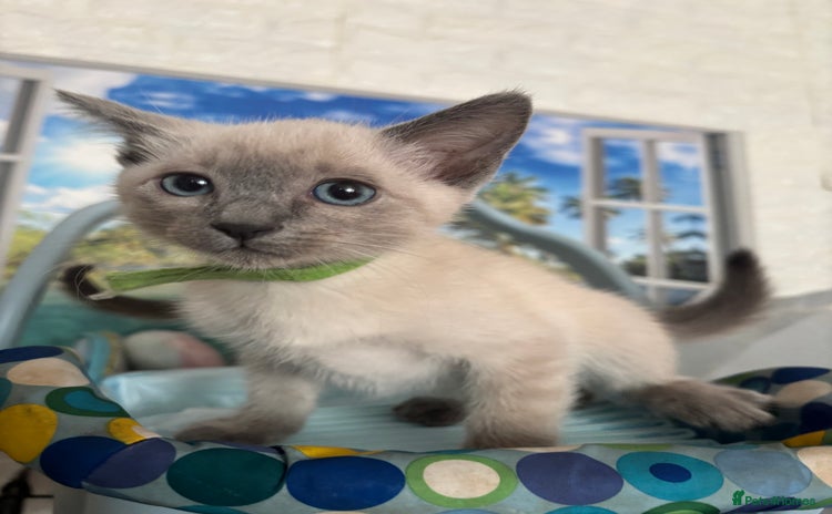 Ragamese cats - Advert 1