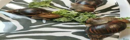 Snails invertebrates for sale: Giant African Land Snails, smaller ones available  - Advert 4