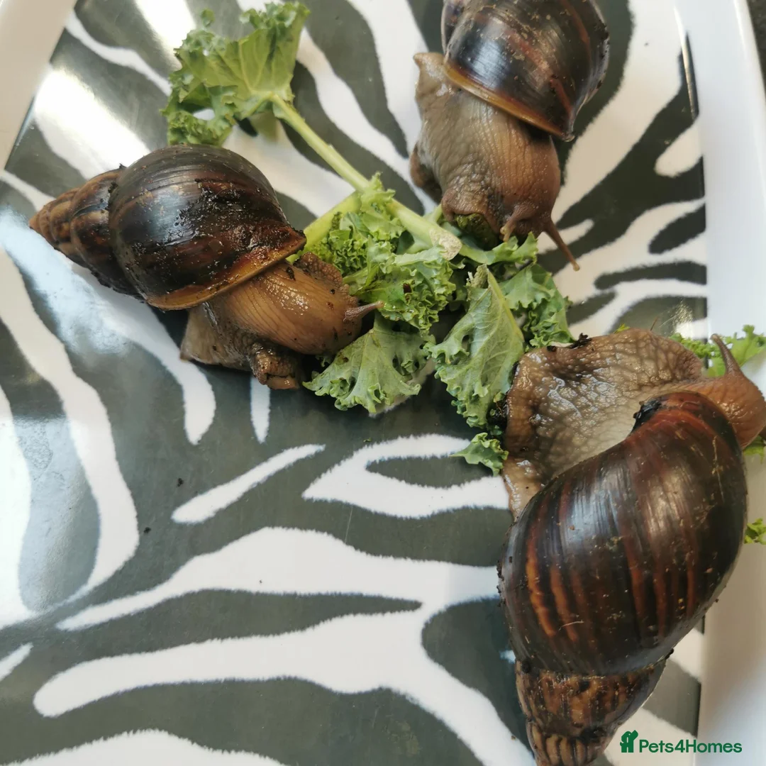 Snails invertebrates for sale: Giant African Land Snails, smaller ones available  - Advert 4