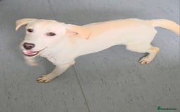 Labrador Retriever dogs for sale: Kc registered champagne girl left - Image 1