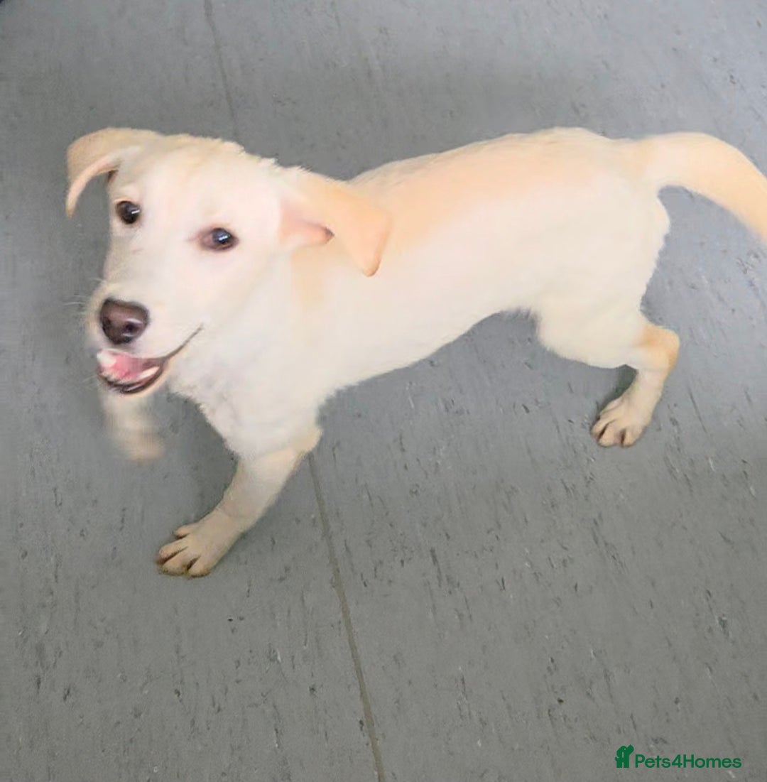 Labrador Retriever dogs for sale: Kc registered champagne girl left - Image 1