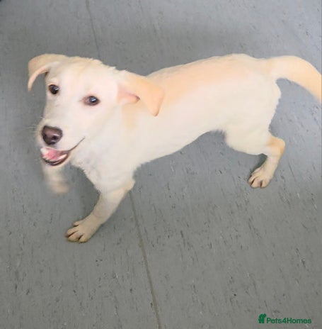 Labrador Retriever dogs - Advert 8