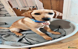 Labrador Retriever dogs for sale: Labrador puppy looking for her forever home - Image 1