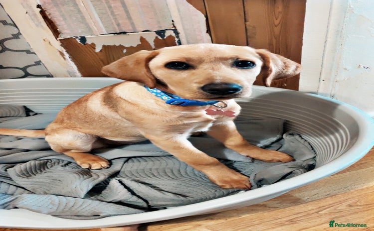 Labrador Retriever dogs - Advert 2