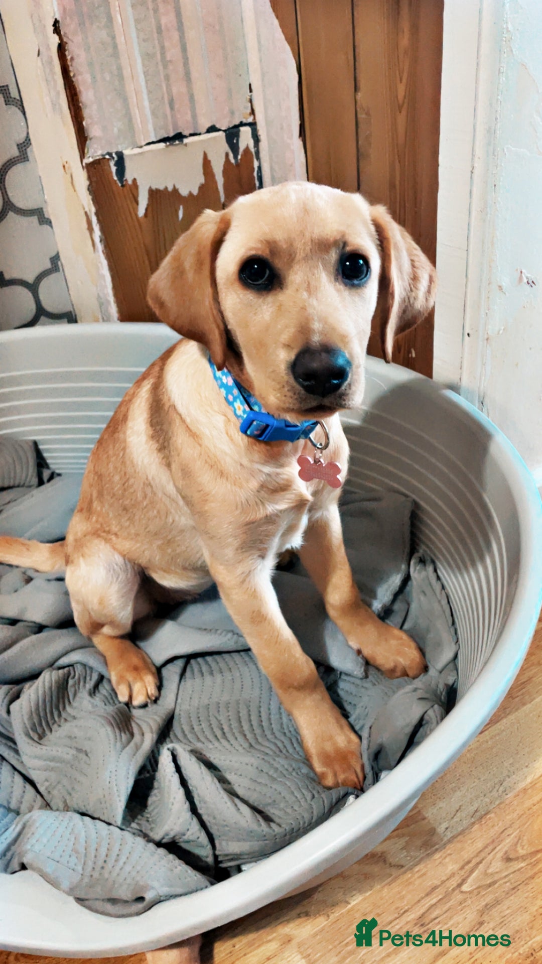 Labrador Retriever dogs for sale: Labrador puppy looking for her forever home - Image 1