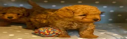 Cavapoo dogs for stud: Cavapoo Stud Dog  5.8kg. 5* Council reg’d - Advert 7