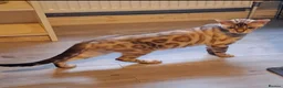 Bengal cats for sale: Bengal Kittens  - Advert 2