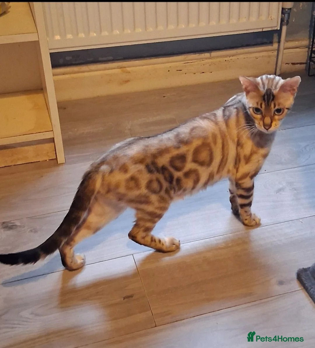 Bengal cats for sale: Bengal Kittens  - Advert 2