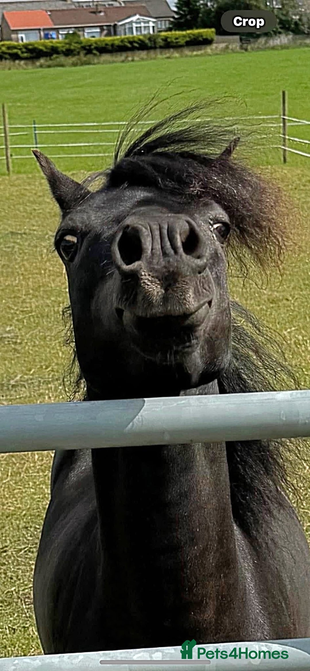 Miniature horses for sale: American Miniature show stallion - Image 7