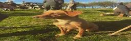 Labrador Retriever dogs for sale: Adorable fox red puppies  - Advert 4
