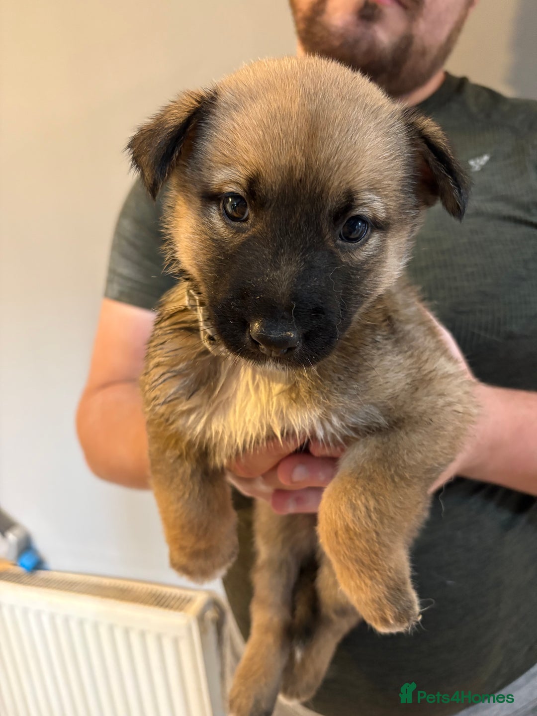 Mixed Breed dogs for sale: Siberian husky cross belgian malinois - Image 13