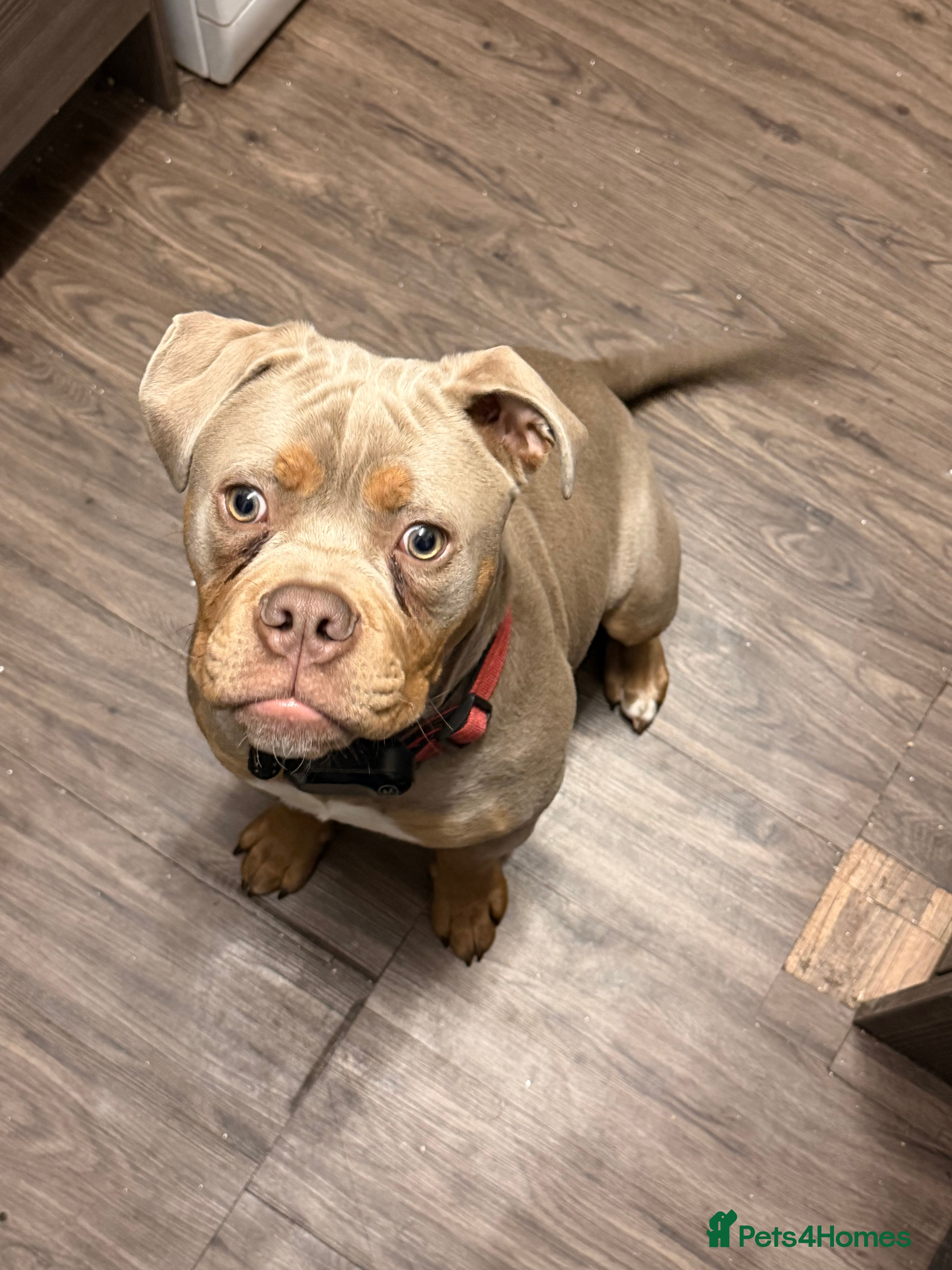 Olde English Bulldogge dogs Male old English bulldog - Advert 4