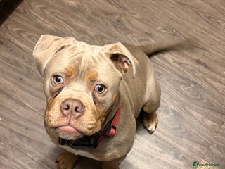 Olde English Bulldogge dogs Male old English bulldog - Advert 4