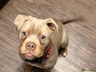 Olde English Bulldogge dogs Male old English bulldog - Advert 4