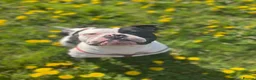 Mixed Breed dogs for sale: Mixed breed bulldog puppies - Advert 1
