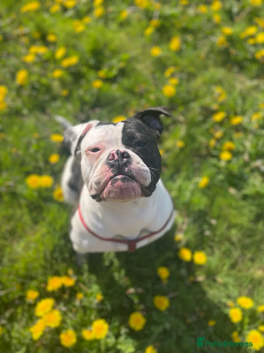 Mixed Breed dogs for sale: Mixed breed bulldog puppies - Advert 1