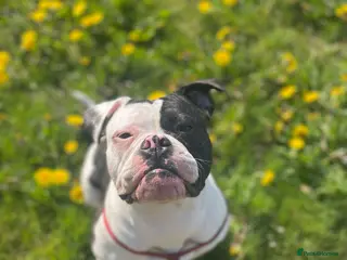 Mixed Breed dogs Mixed breed bulldog puppies - Advert 5
