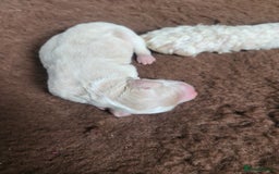 Goldendoodle dogs for stud: Litter expected - Image 5