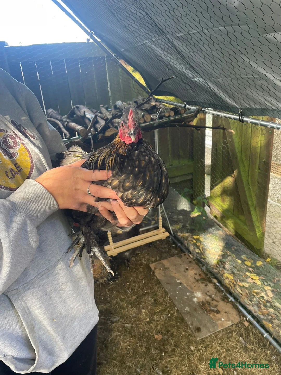Chickens poultry for sale: Cockerel, cornelius  in Consett - Advert 2