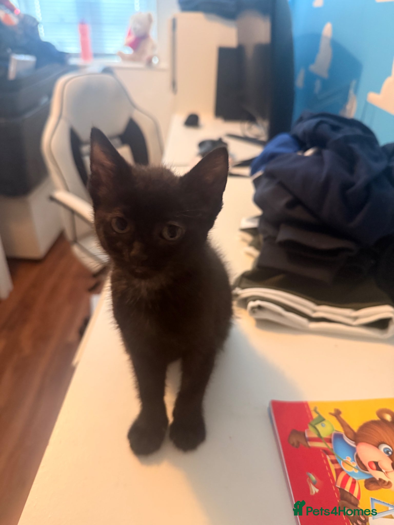 Mixed Breed cats for sale: 2 kittens need a good home  in Manchester - Advert 3