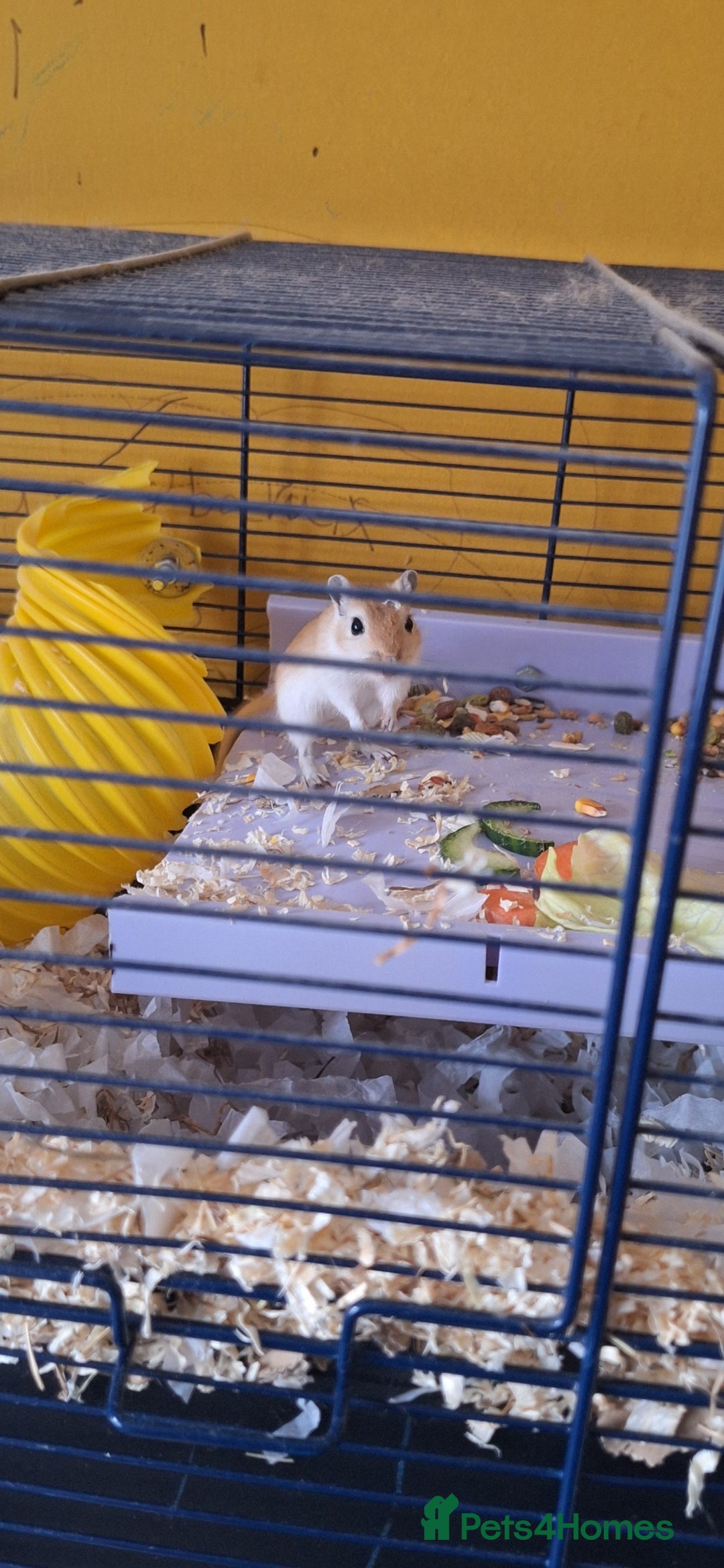 Gerbil rodents for sale: Pair of female gerbils. - Advert 2