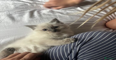 Ragdoll cats - Advert 14