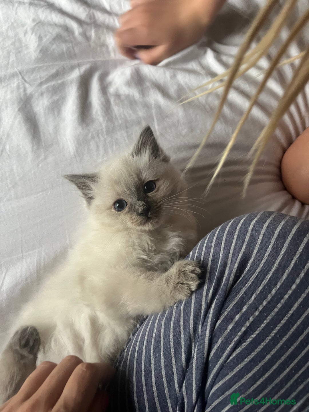 Ragdoll cats for sale: Amazing pure bred ragdolls  - Image 3