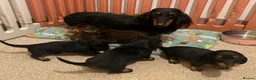 Miniature Dachshund dogs for sale: Adorable miniature datchund Kc reg boys available  - Advert 34
