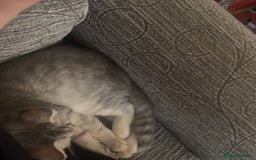 British Shorthair cats for sale: Beautiful silver spotted BSH for sad sale  - Image 7