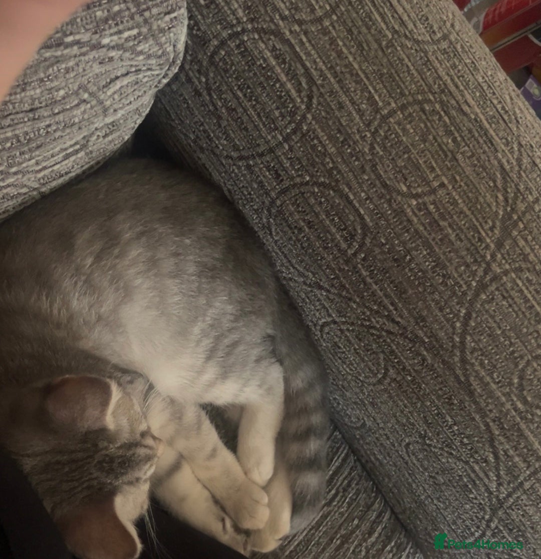 British Shorthair cats for sale: Beautiful silver spotted BSH for sad sale  - Image 7