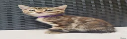 Maine Coon cats for sale: Beautiful 3/4 Maine Coon cross Kittens - Advert 10