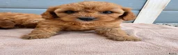 Cavapoo dogs for sale: Cavapoo - Advert 2