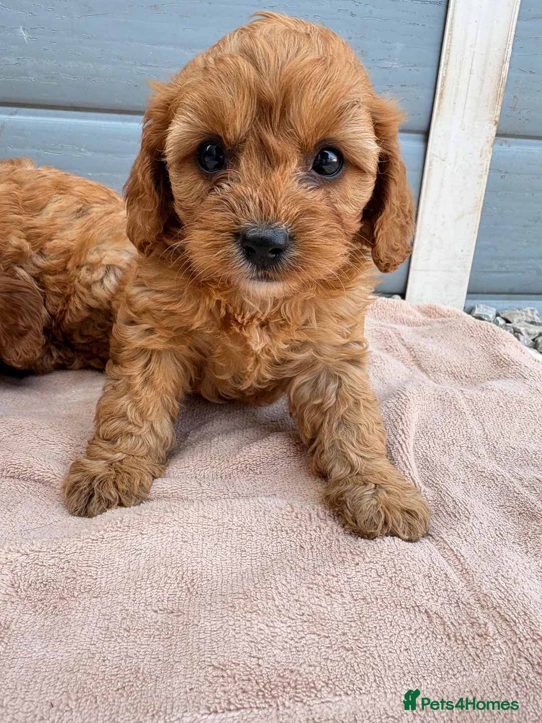 Cavapoo dogs for sale: Cavapoo - Advert 2