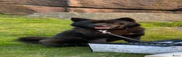 Mixed Breed dogs for sale: URGENT-LOVING FOREVER HOME NEEDED FOR LADY in Keighley - Advert 5