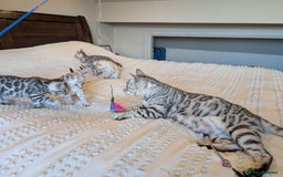 Bengal cats for sale: 🤍🩶🖤 Beautiful Bengal Kittens 🖤🩶🤍 - Image 27